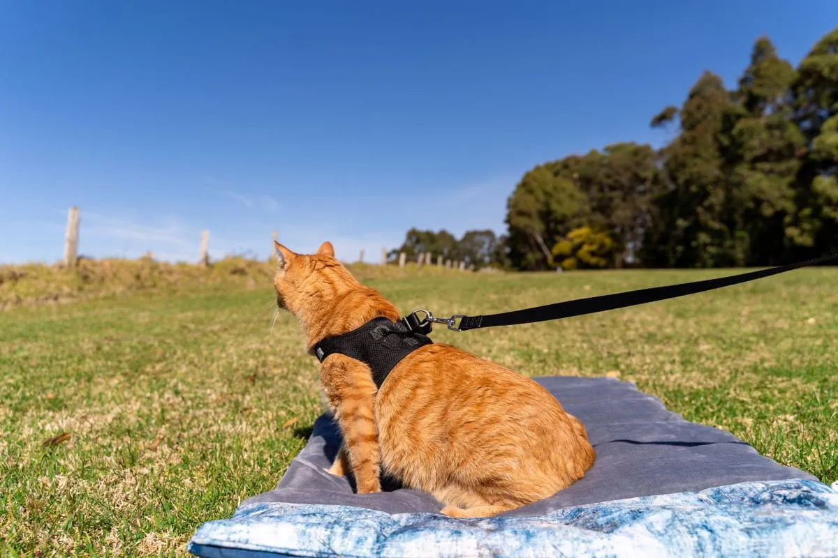 Cat Harness with Vest