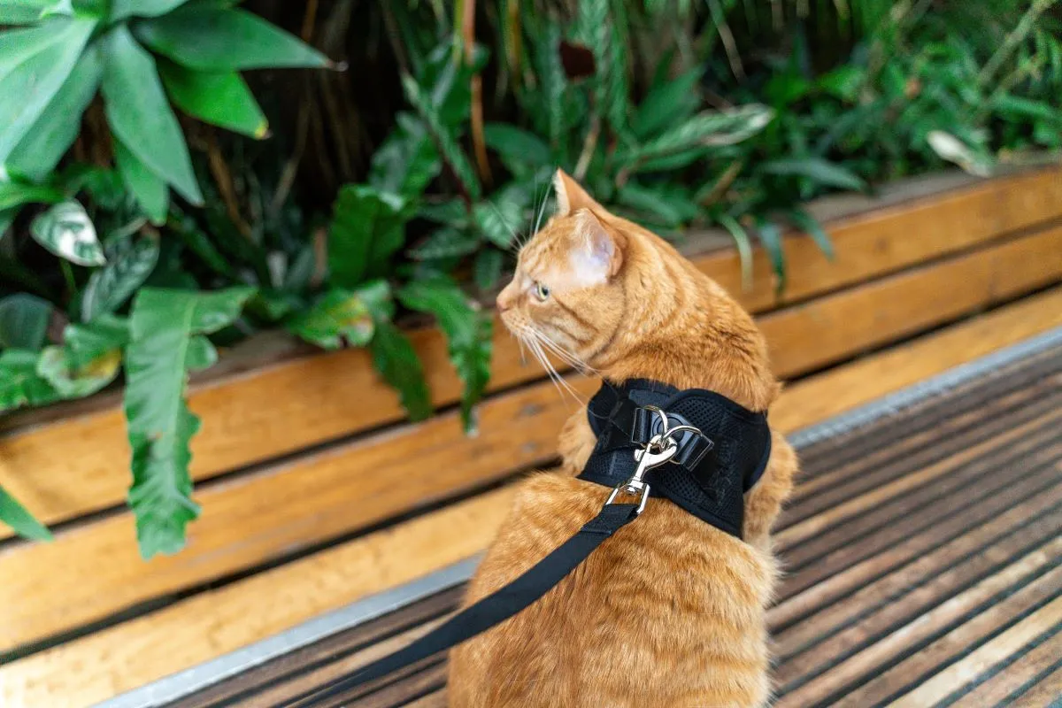 Cat Harness with Vest