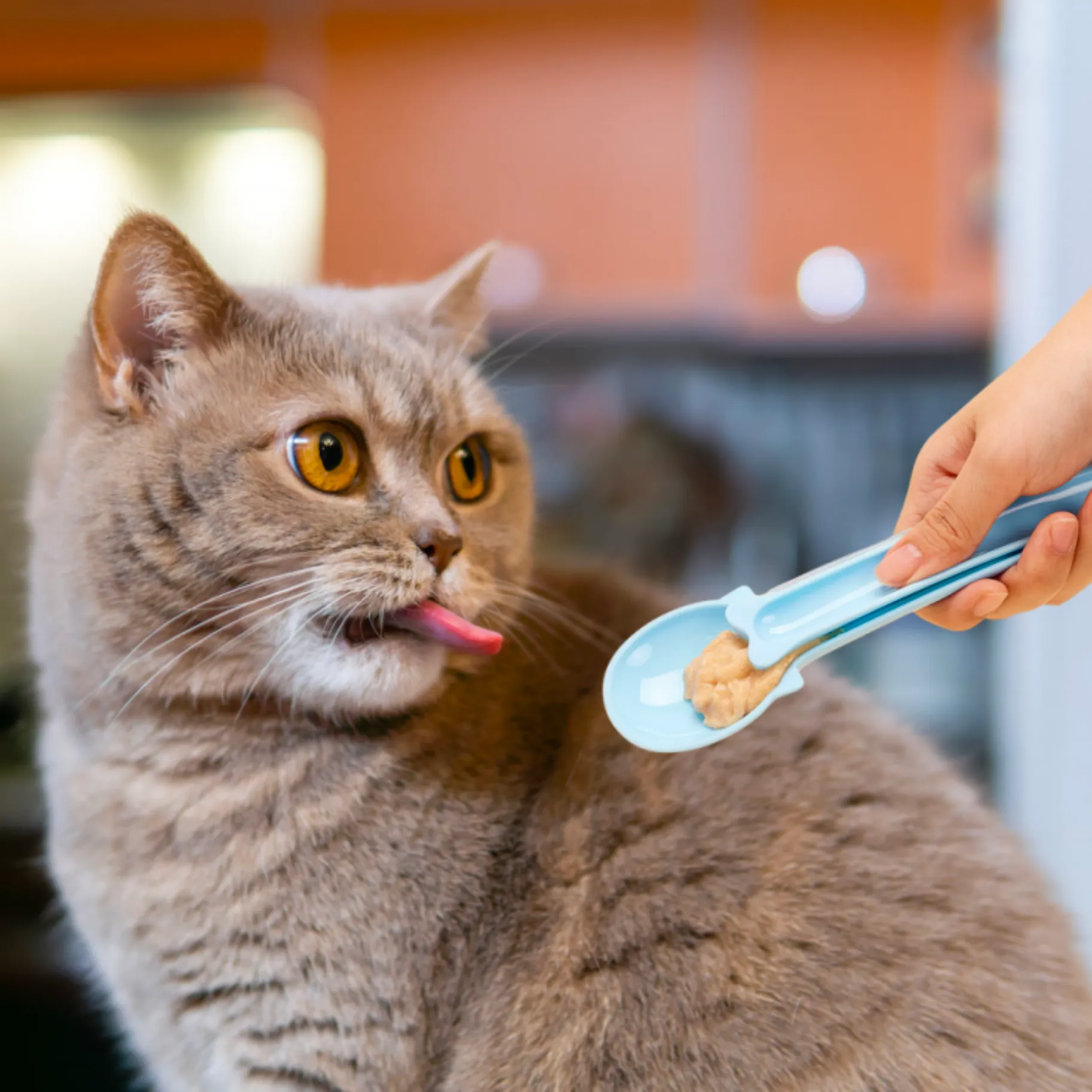 Curatepet Cat Lickable Treats Feeding Spoon