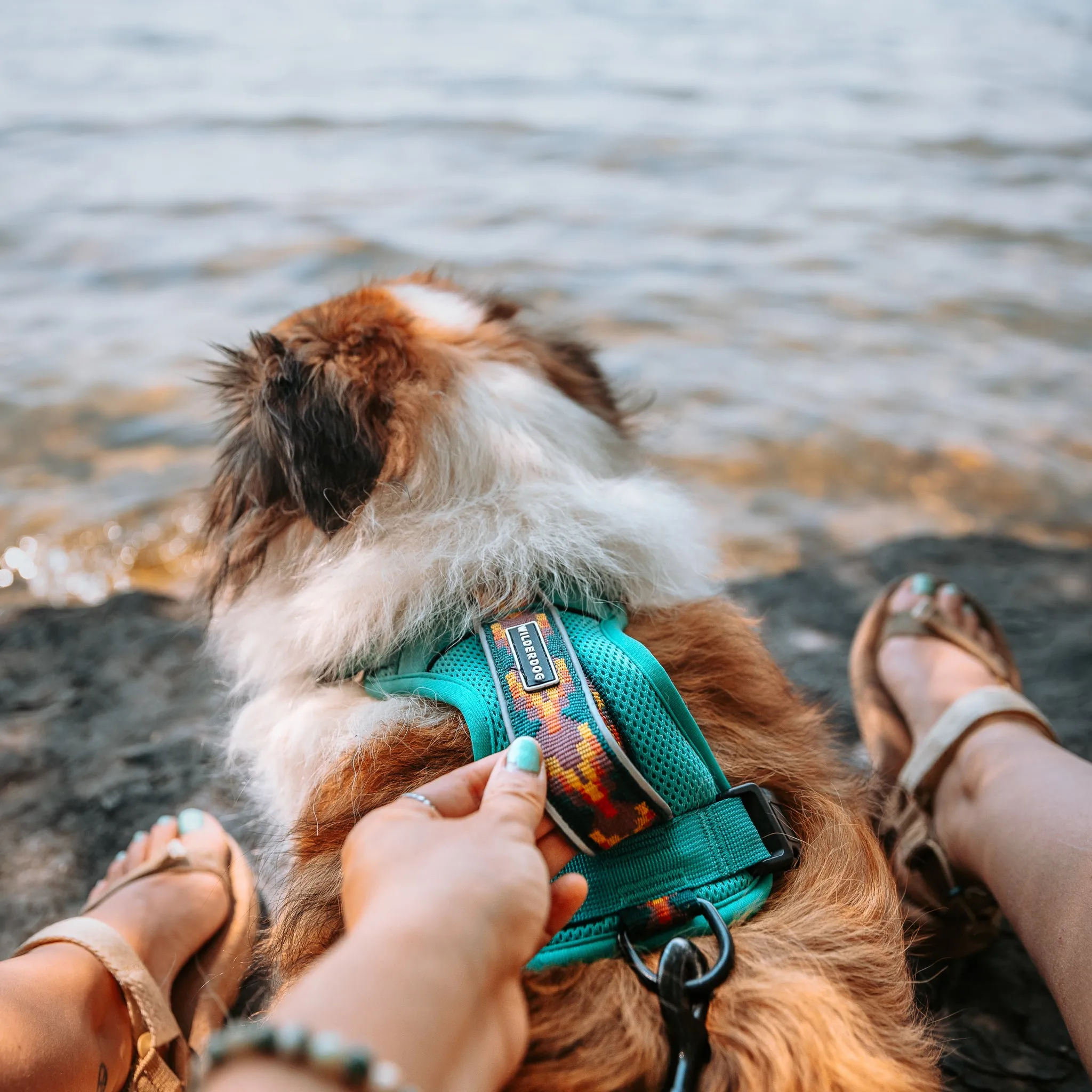 Dog Harness