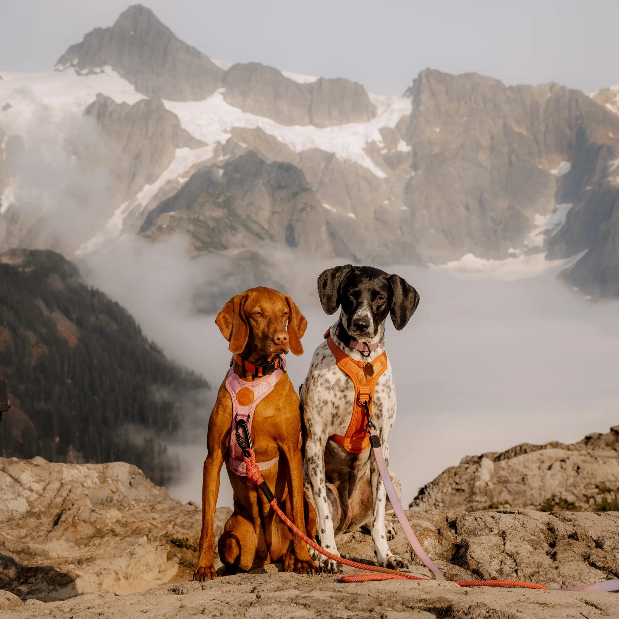 Dog Harness