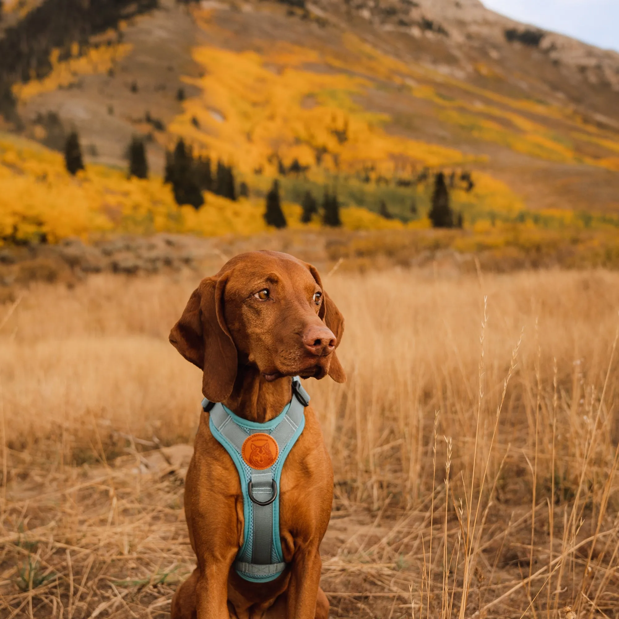Dog Harness