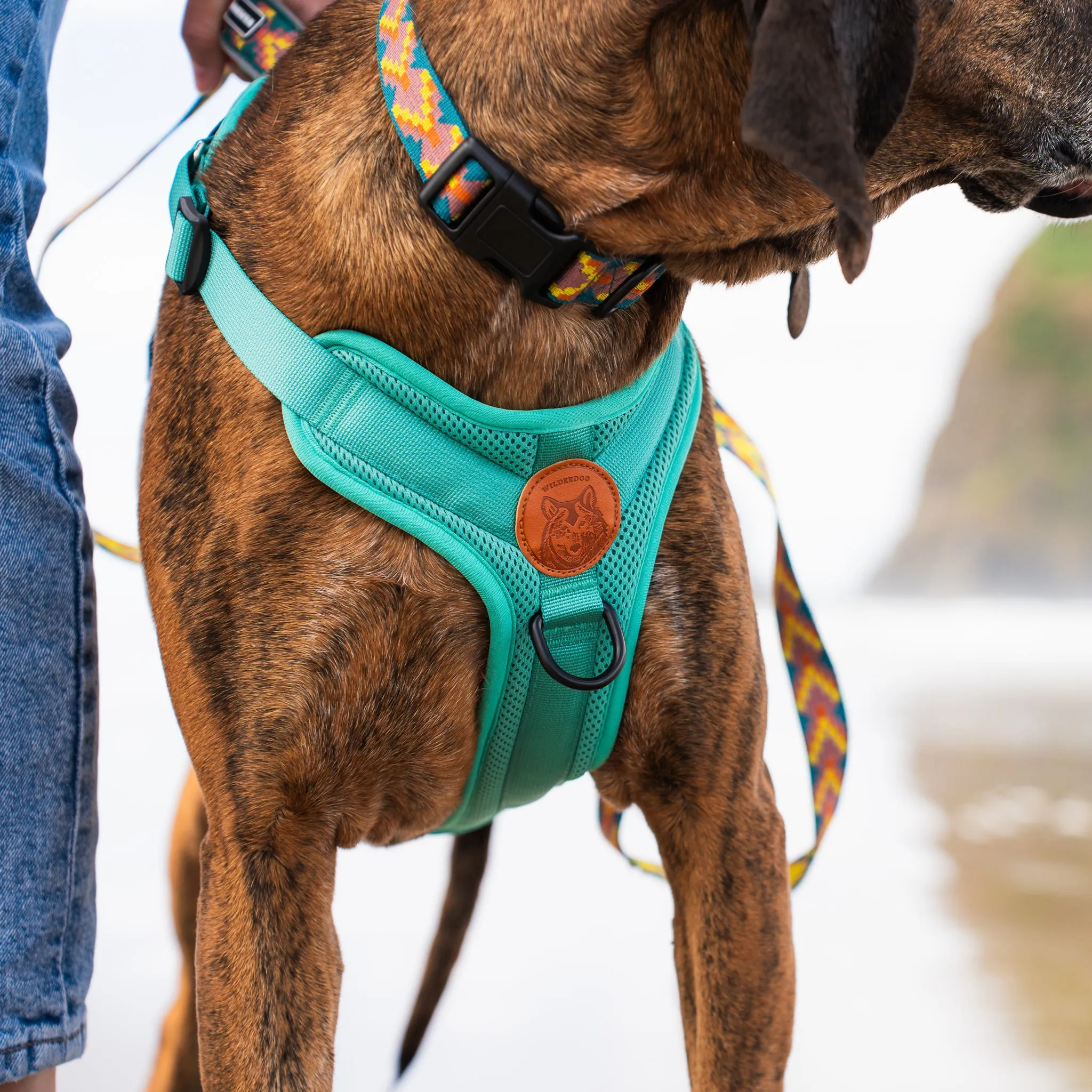 Dog Harness