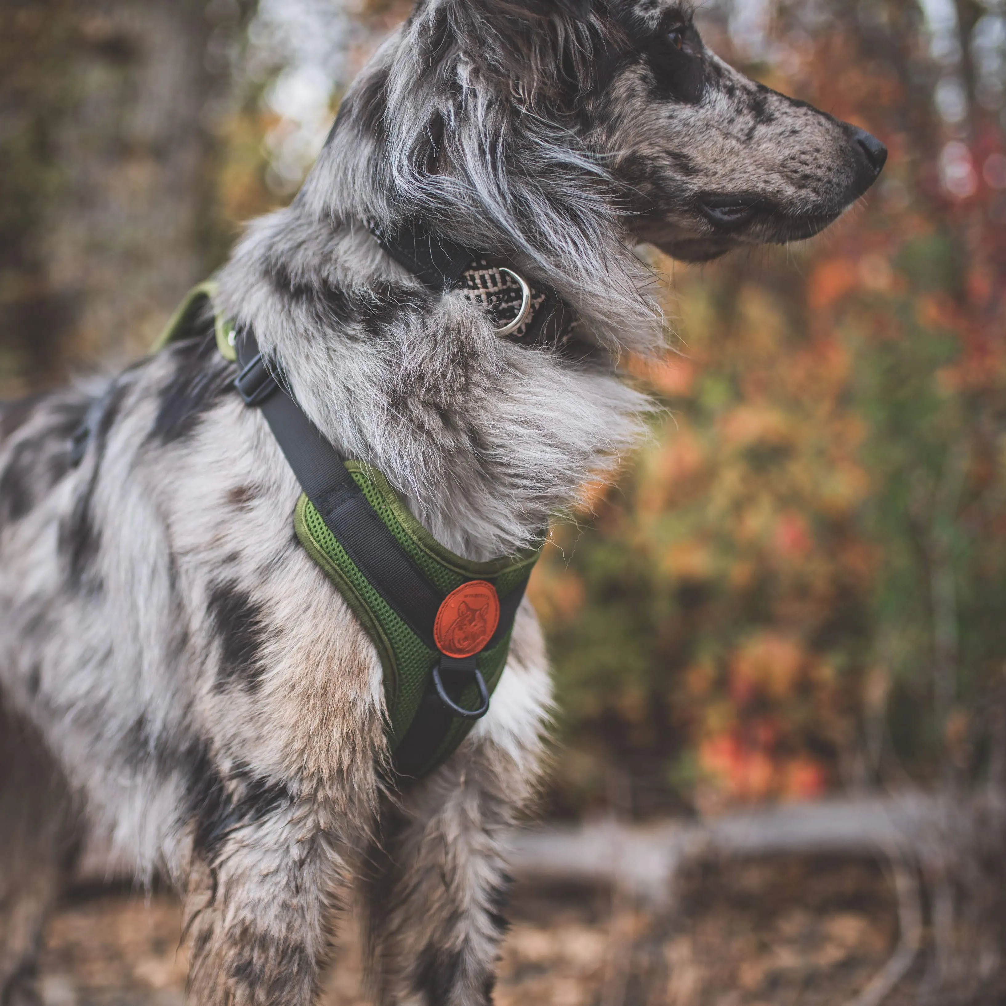 Dog Harness
