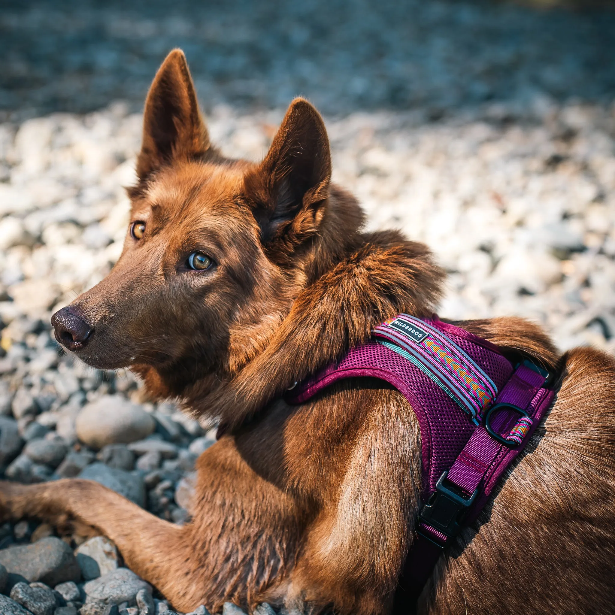 Dog Harness