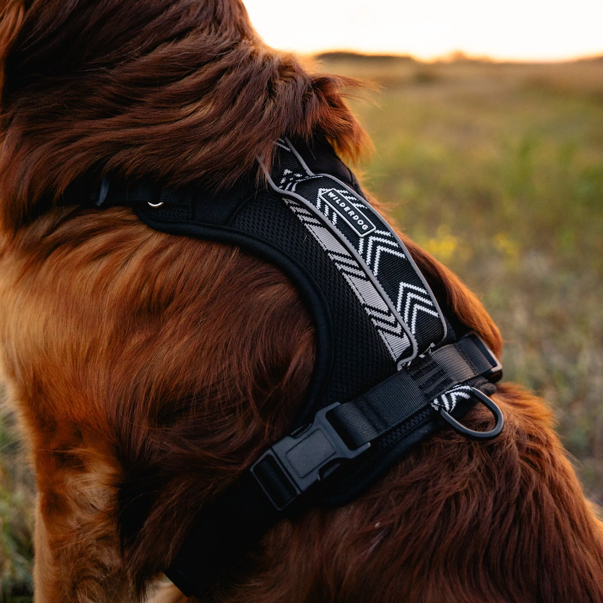 Dog Harness