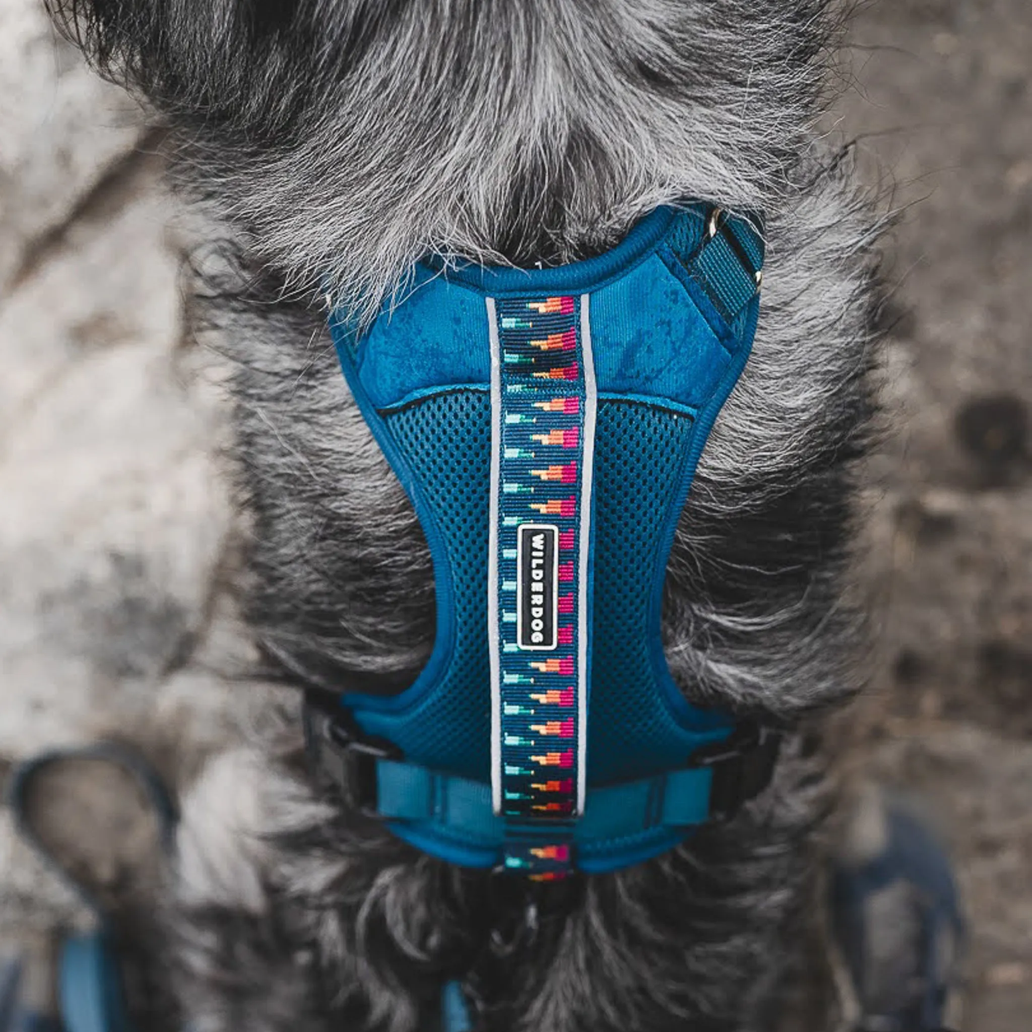 Dog Harness