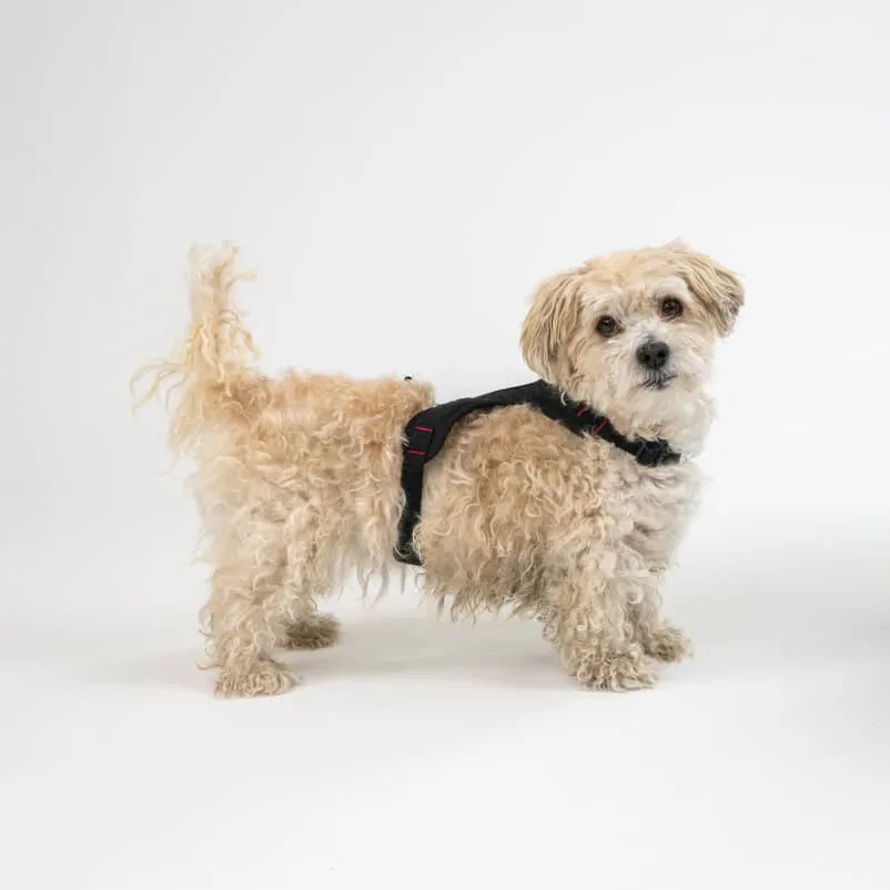 Harness for city dogs