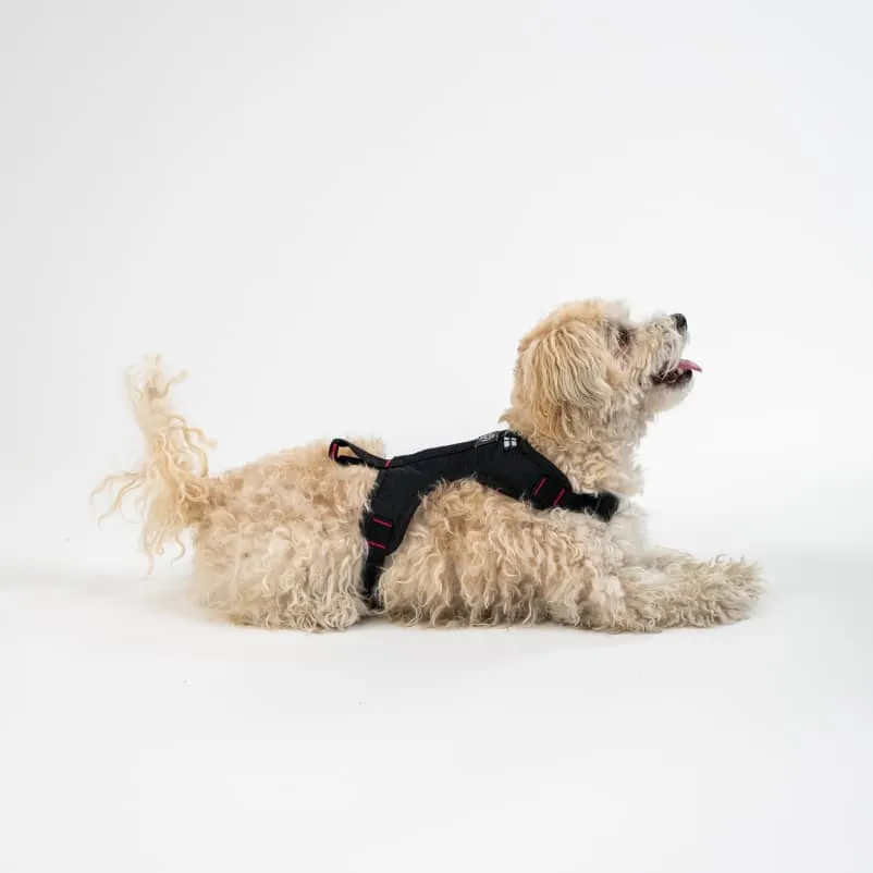 Harness for city dogs