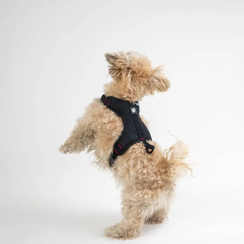 Harness for city dogs