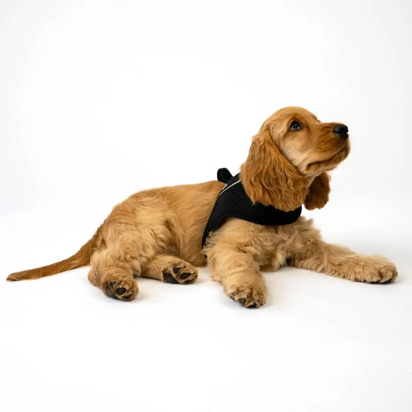 Harness for everyday walking