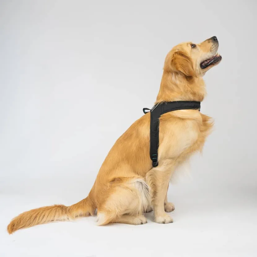 Harness for everyday walking