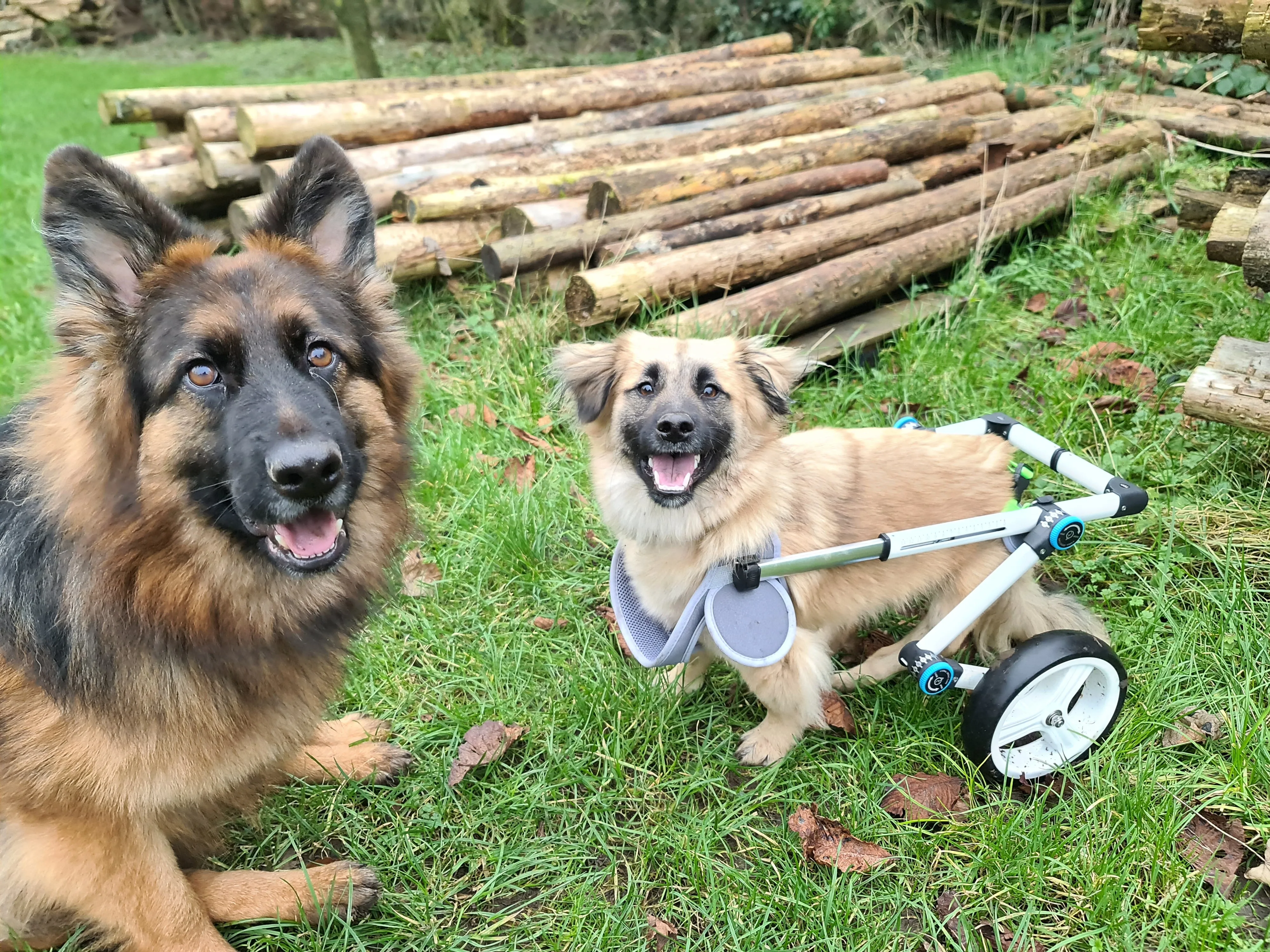 Haute Wheels Dog Wheelchair