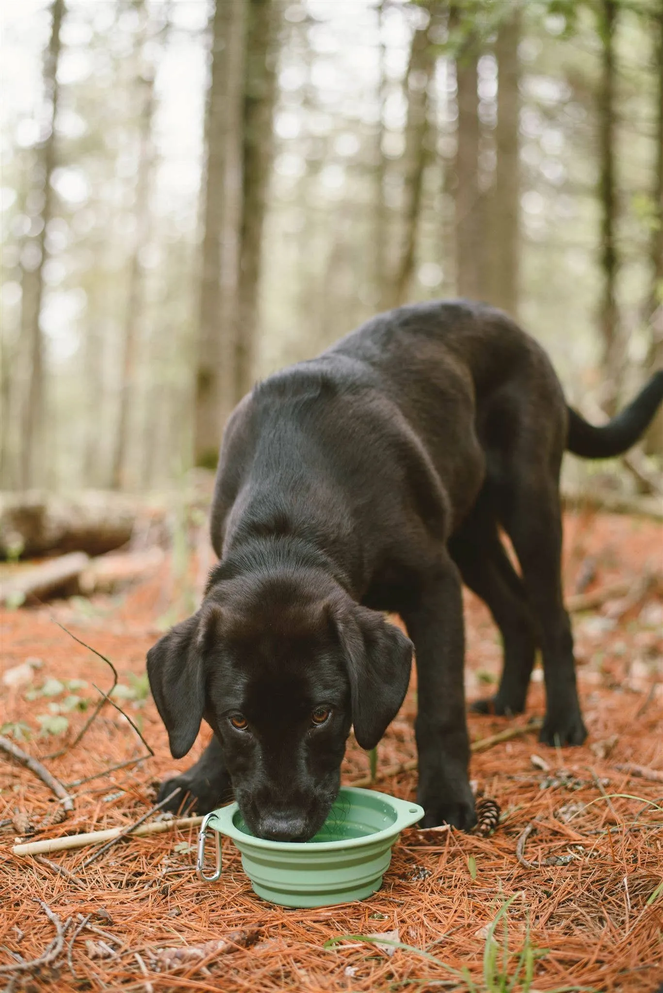 Me Mother Earth- Collapsible Silicone Dog Bowl