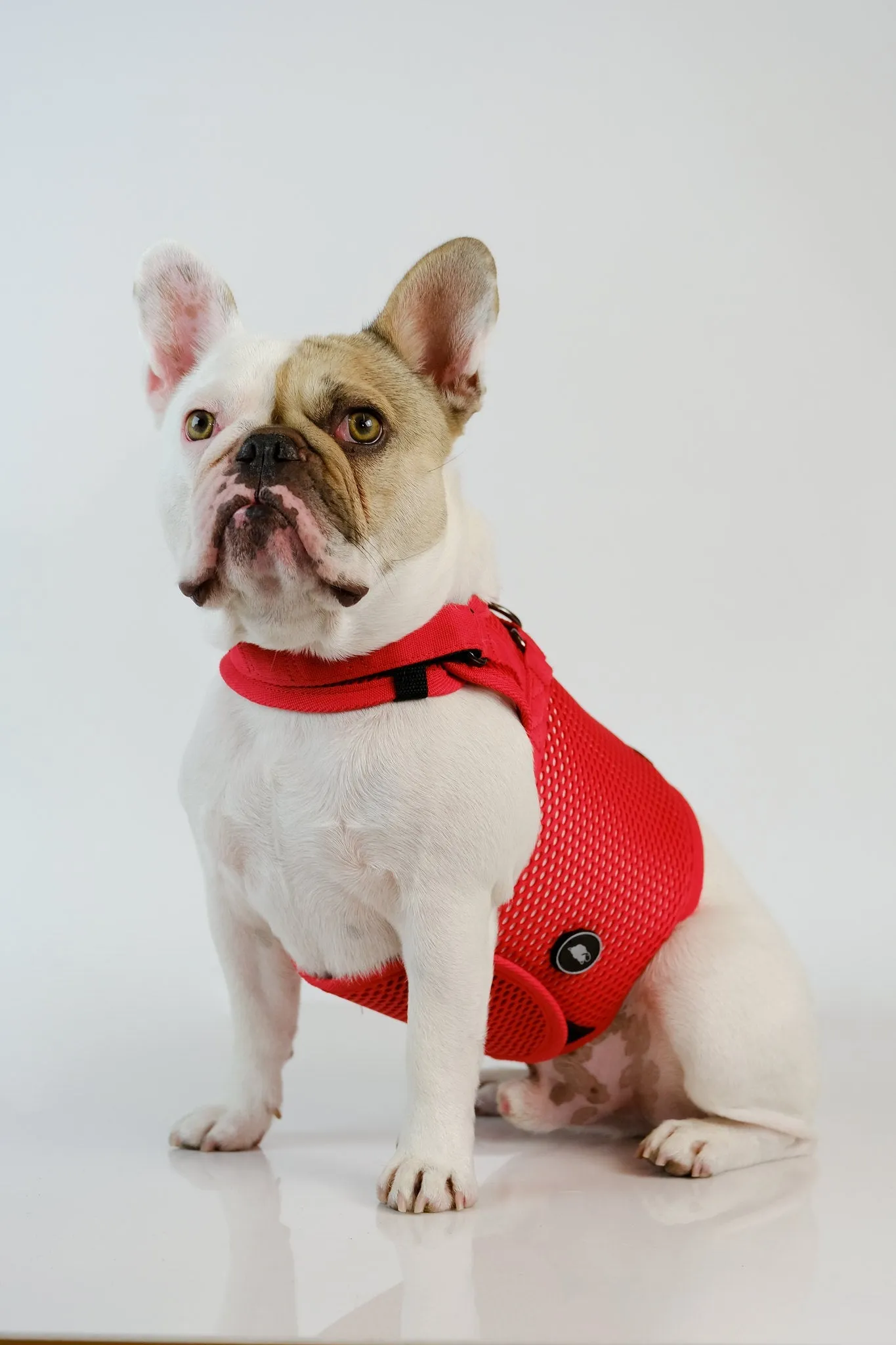 Sleepypod Martingale Dog Harness