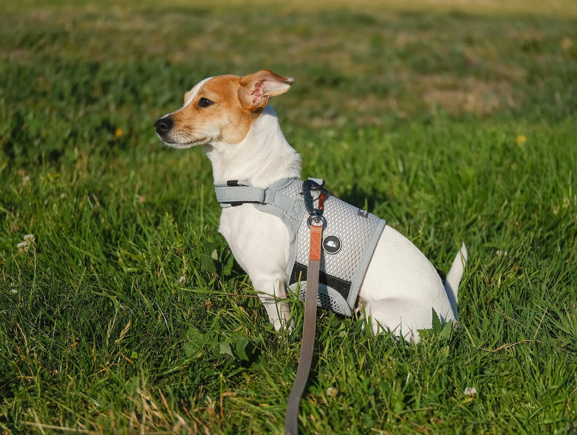 Sleepypod Martingale Dog Harness