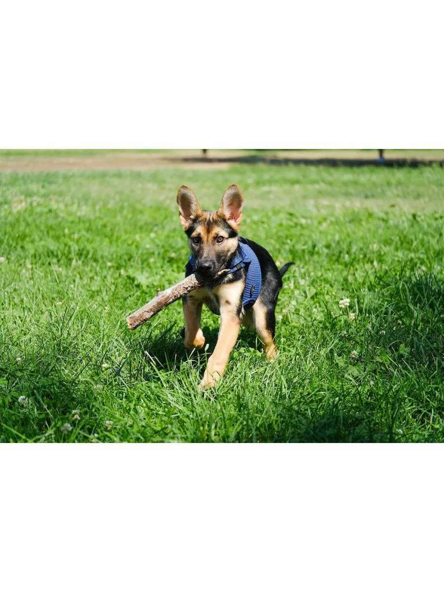 Sleepypod Martingale Dog Harness