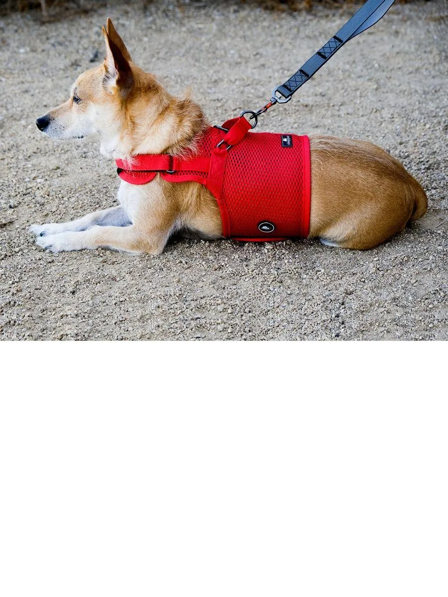 Sleepypod Martingale Dog Harness