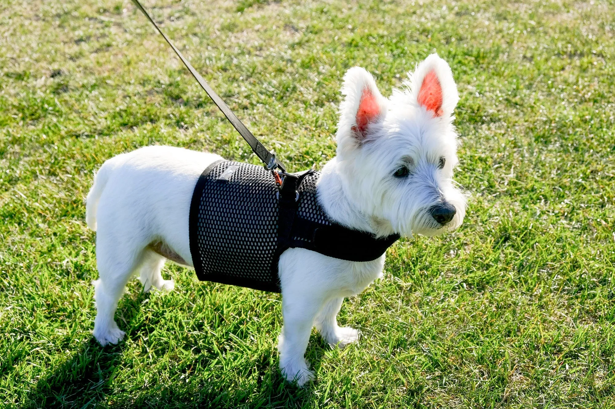Sleepypod Martingale Dog Harness