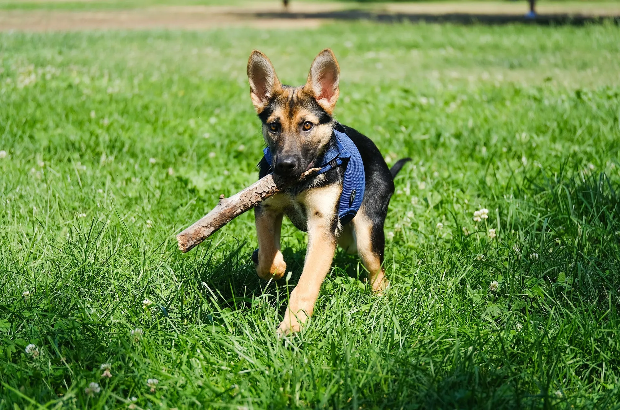 Sleepypod Martingale Dog Harness