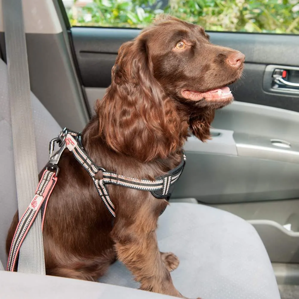 Traffic Leash | Safety Belt Attachment | Reflective | Safety Screw Lock