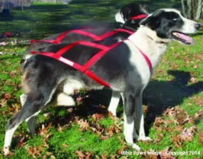 Ultra Paws Skijouring Harness