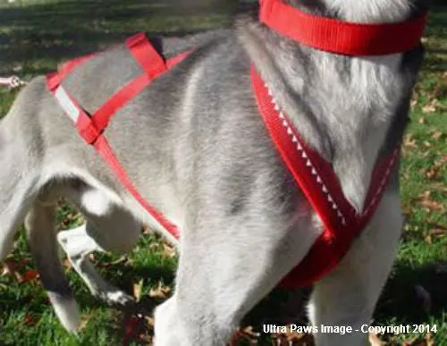 Ultra Paws Skijouring Harness